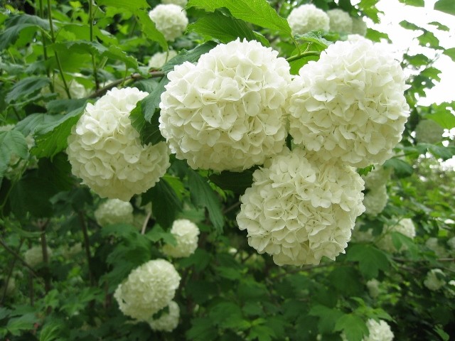 Viburnum